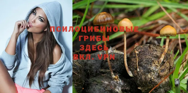 Псилоцибиновые грибы MAGIC MUSHROOMS  дарнет шоп  Курчатов 